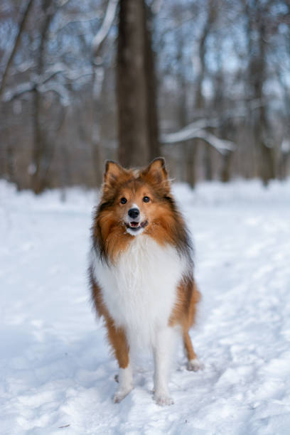 istock Shetland Sheepdog standing in snowy forest 1975963842