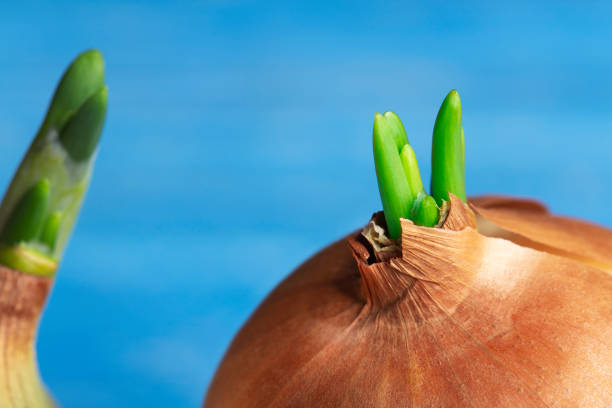 green kitchen table in green kitchen