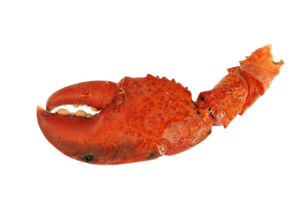 istock close up on lobster claws isolated on white background 1975989760