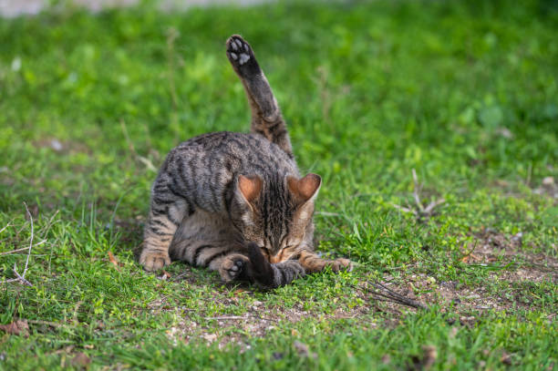 istock A stray cat licks its fur on the green grass. 1975993411