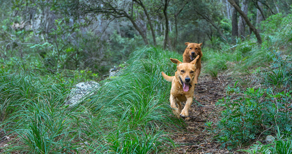 Two spirited dogs frolic on a forest trail, their coats blending with the earthen tones of the wilderness. The leading dog, with a tongue lolling joyfully, captures the essence of freedom, while its companion follows eagerly behind amongst lush greenery