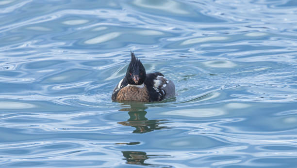 red-breasted merganser  in lake ontario - waterdroplets - fotografias e filmes do acervo