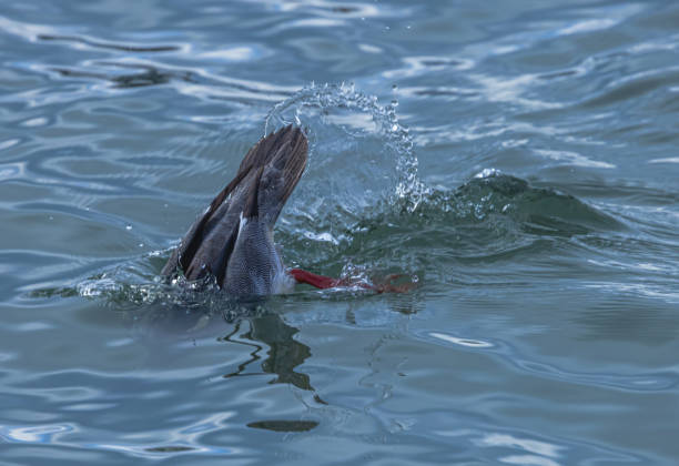 A diving red-breasted merganser creates many water droplets and splashes as it dives under the water.
