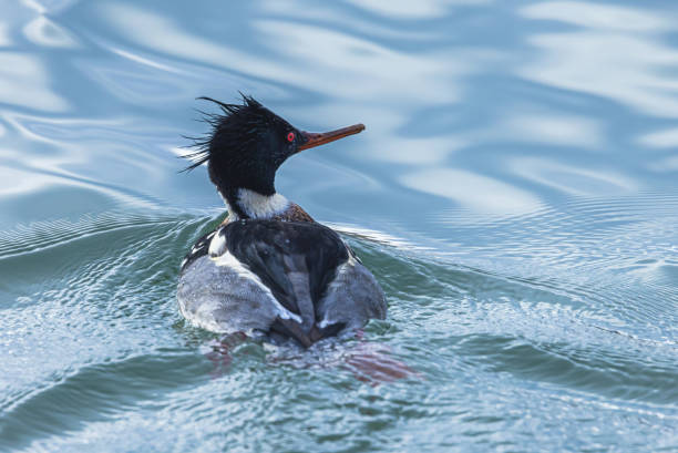 A red-breasted merganser enjoying a sunny day on the water of Lake Ontario.