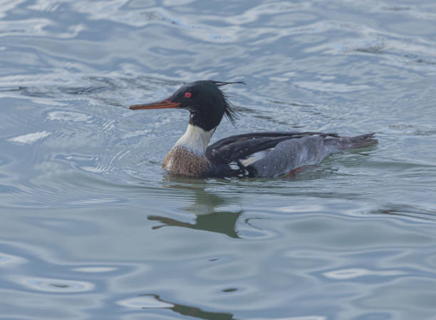 merganser de peito vermelho com gotículas de água nas costas - waterdroplets - fotografias e filmes do acervo