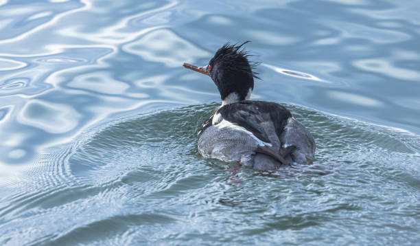 red-breasted merganser  in lake ontario - waterdroplets - fotografias e filmes do acervo