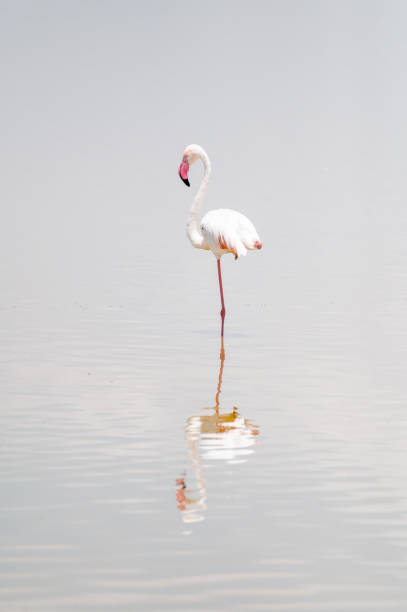 istock wild flamingos group on the lake 1976002931