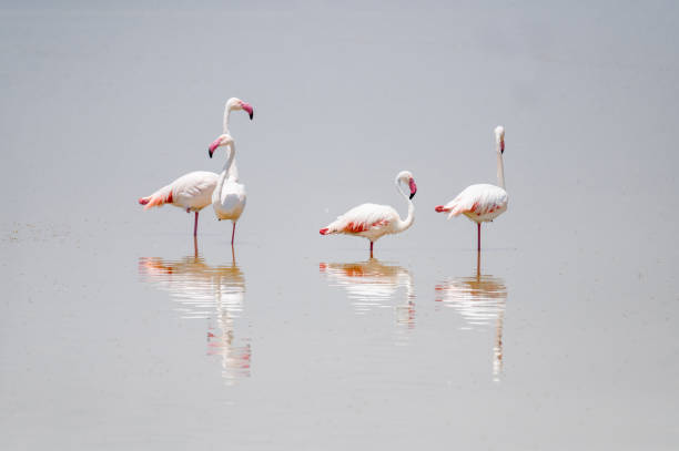 wild flamingos group on the lake