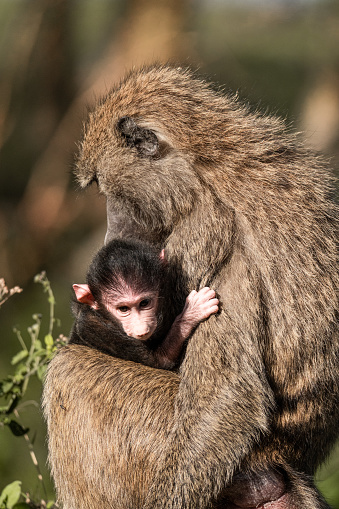 mother and baby baboon monkey in the wild