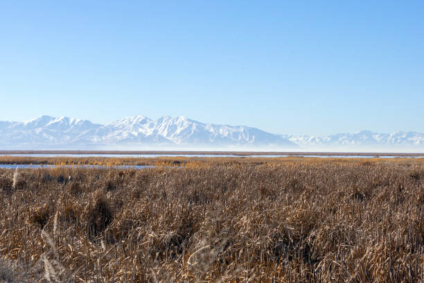 istock Wetlands in the winter 1976004174