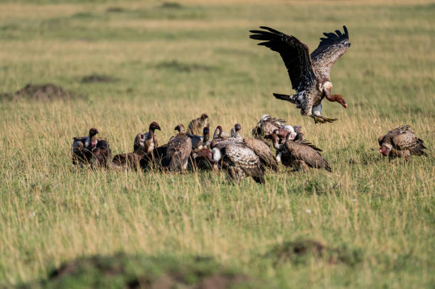 istock vulture group eating in the wild 1976004557
