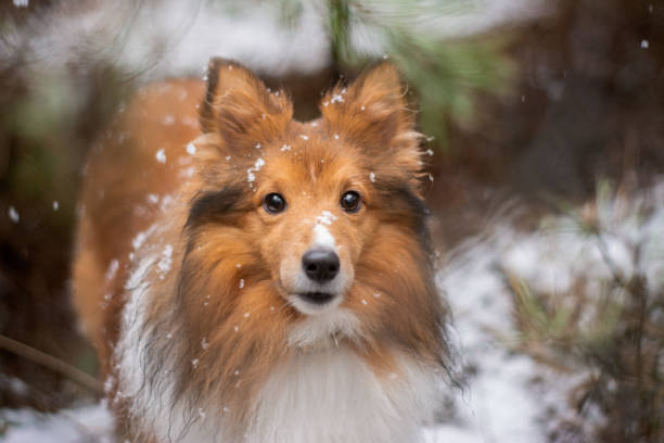 istock Beautiful Sheltie standing in the forest and looking into the camera 1976011965