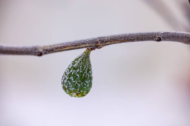 Close up of melting ice dripping from leaf