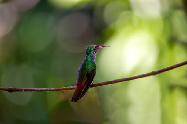 Graceful Rufous-tailed Hummingbird, Amazilia tzacatl, hovering and sipping nectar in the vibrant landscapes of Central America, showcasing its iridescent plumage.