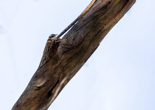 istock Delicate Short-Toed Treecreeper Clinging to Bark in a Woodland Forest 1976047029