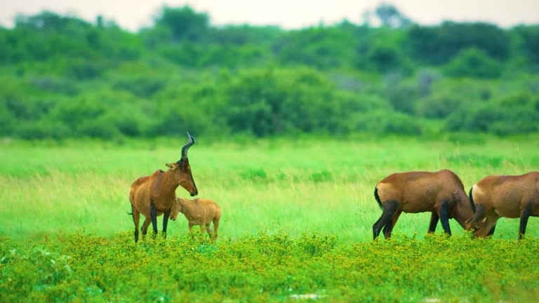 Herd of Red Hartebeest graze on green grass