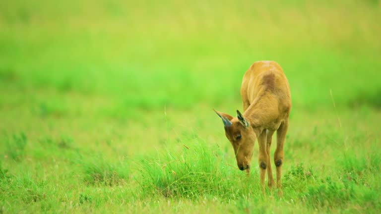 A Young hornless red hartebeest or Cape hartebeest (Alcelaphus buselaphus caama) grazing in grasslands at Mountain Zebra National Park, Eastern Cape, South Africa