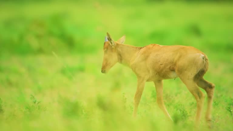 A Young hornless red hartebeest or Cape hartebeest (Alcelaphus buselaphus caama) grazing in grasslands at Mountain Zebra National Park, Eastern Cape, South Africa