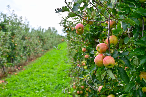 Apple plantation in the Altes Land south of the Elbe west of Hamburg, Germany