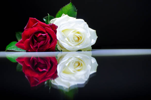red rose on a black background