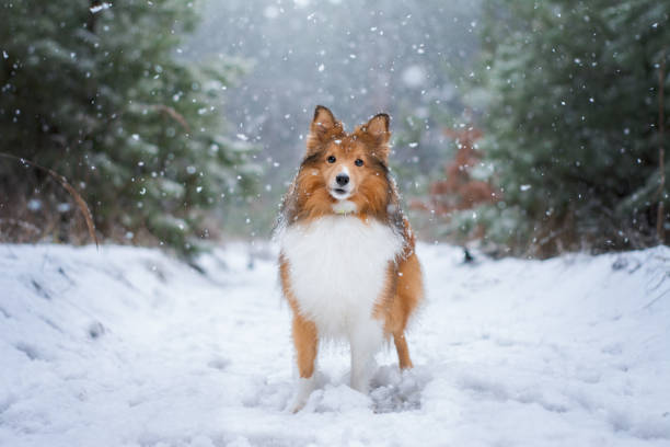 istock Beautiful Sheltie standing in the forest and looking into the camera 1976077380