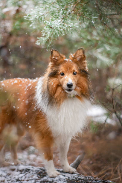 istock Beautiful Sheltie standing in the forest with snowflakes flying around 1976077898