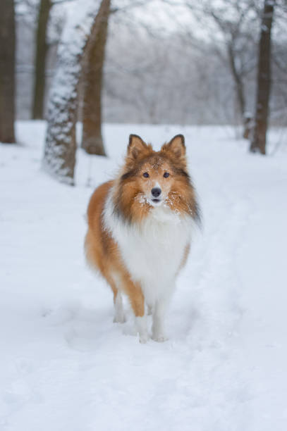 istock Beautiful Sheltie standing in snowy forest 1976080005