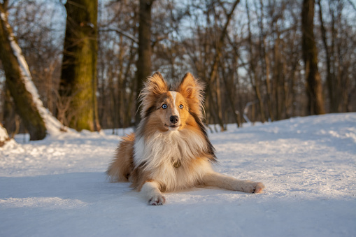 Active blue-eyed Shetland Sheepdog puppy laying in snowy forest with beautiful sunny background
