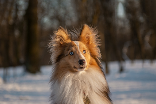 Active blue-eyed Shetland Sheepdog puppy sitting in snowy forest with beautiful sunny background, closeup portrait