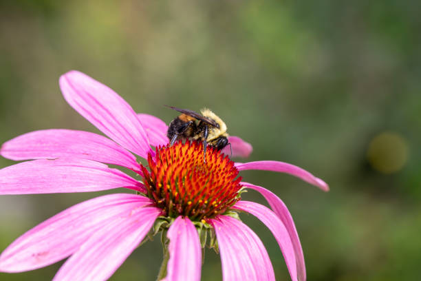 istock A bumblebee pollinating a echinacea flower. 1976105860