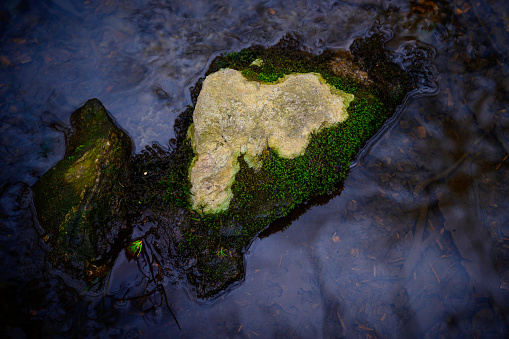 Moss-covered rocks, frog, and tree reflections on the shallow marsh pond at Bartlett Arboretum  and Gardens outdoor botanical park in Stamford, Connecticut, USA