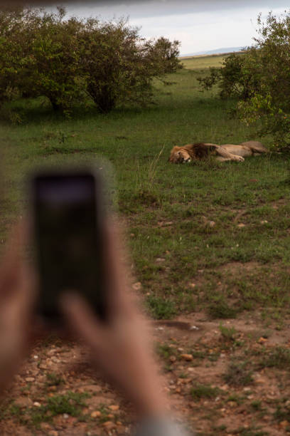 istock Taking a photo of a lion 1976132217