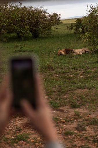 A tourist on a safari trip captured a photo of a sleeping lion with a smartphone