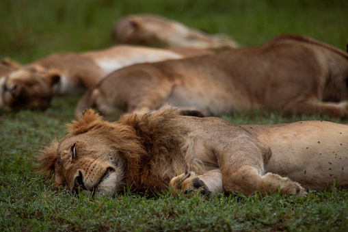 Lion pride rasting on the grass on African Savannah