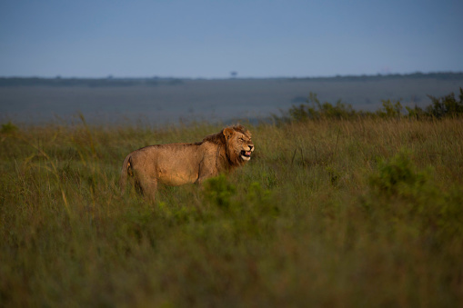Angry male lion in African Savannah