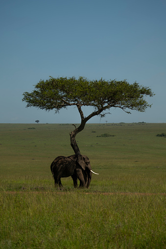 Lone elephant standing next to a tree on African Savannah
