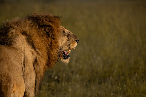 Huge male lion prowling through the African Savannah