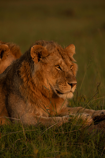 Large and majestic male lion (panthera leo) resting on a large rock. Shot in wildlife, Kidepo National Park, directly at the border between Uganda and South Sudan.