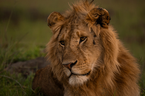 Portrait of a male lion lying in the grass