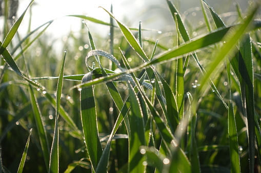 Shining Wheat crop photo