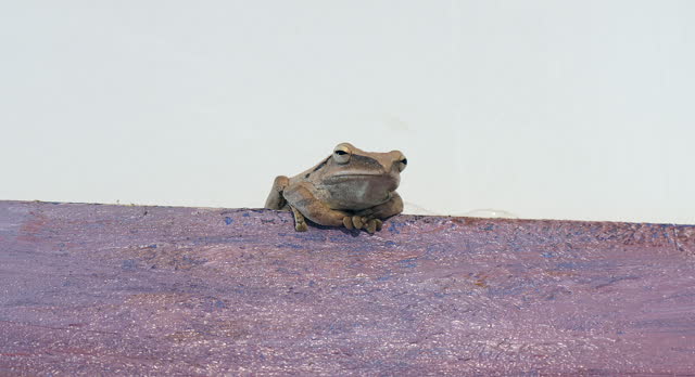 close up of a frog sitting at the top of the painting hanging on the wall