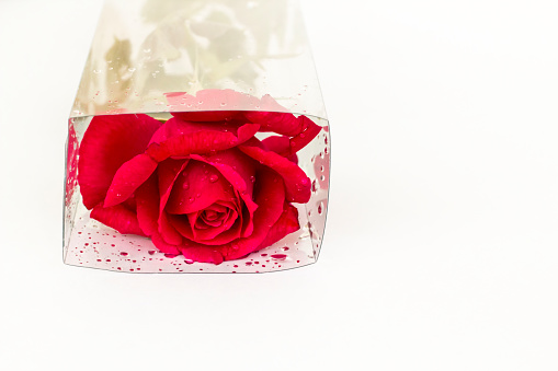 A red rose in a transparent plastic box with drops and copy space on white surface.