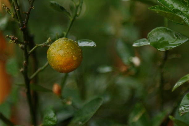 Jardim ensolarado de tangerina com folhas verdes e frutos maduros. Pomar de mandarim com frutas cítricas em maturação. Fundo natural da comida ao ar livre - foto de acervo