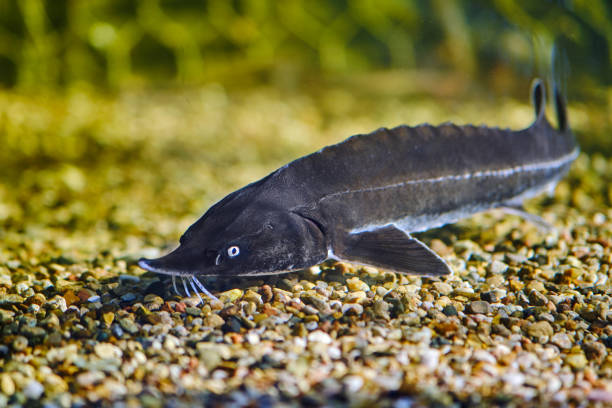 istock Big black sturgeon fish swimming in a freshwater aquarium. 1976194068