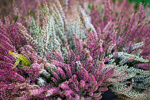 Heather gathered in a beautiful autumn bouquet of flowers
