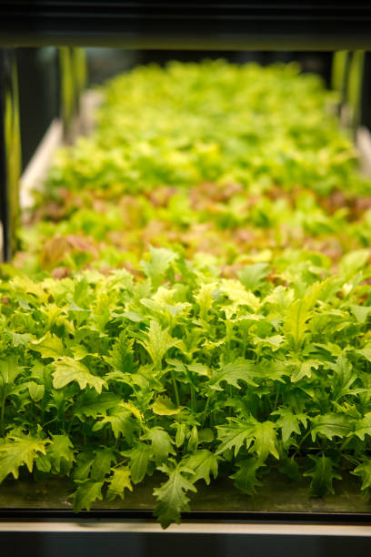 istock Organic hydroponic vegetable cultivation in greenhouse. Selective focus. 1976195160