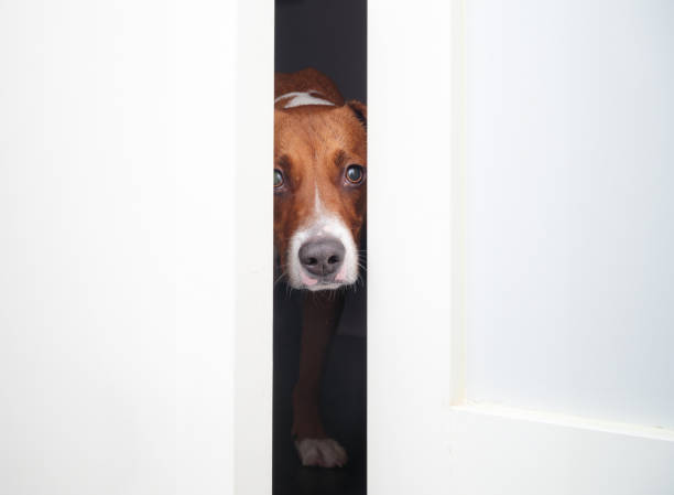 istock Shy dog staring through open door inside a dark room. 1976196257