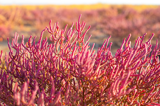 Flowering of the coastal plant Salicornia prostrata. Red fleshy stems of saltwort on an autumn day, close-up.