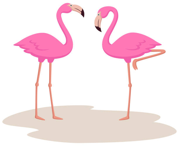 niedliche flamingos-karikatur auf weißem hintergrund - 16199 stock-grafiken, -clipart, -cartoons und -symbole