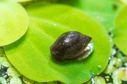 Invasive species Gastropods Physa acuta in a lake on a leaf of the invader Pistia, southern Ukraine
